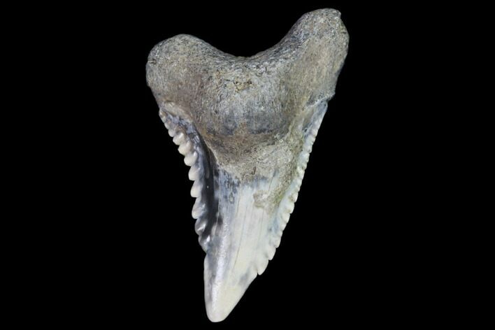 Hemipristis Shark Tooth Fossil - Virginia #102188